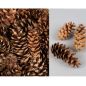 Preview: Kieferzapfen 5 kg