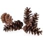 Preview: Zapfen Pinus Peuce, Baumzapfen getrocknet, 5 kg