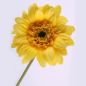 Preview: Gelbe Seidenblume Gerbera