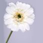 Preview: Weiße Seidenblume Gerbera
