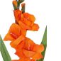 Preview: Gladiole mit 5 Blüten
