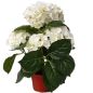 Preview: Künstliche Hortensien Pflanze im Topf. 36 cm.