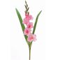 Preview: Blühende Gladiolen für Blickfang Dekorationen