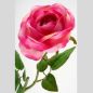 Preview: Pinkfarbene Rose