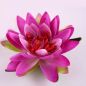 Preview: Seerose Schwimmer, 20cm