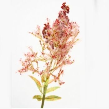 4 Deko Zweige Astilbe