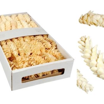 50 Stück Zapfen Strobus gebleicht