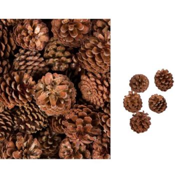 Bergkiefer Zapfen 5kg