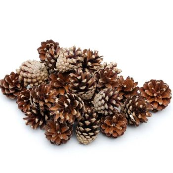 5kg Naturzapfen Kiefer
