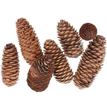 100 Stück Deko Zapfen Natur