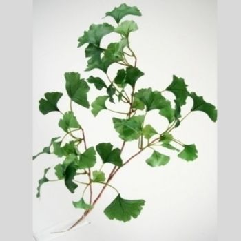 Ginkgo Zweige künstlich, 60cm, 3 Stück