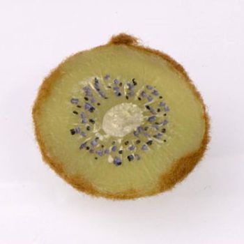 Deko Obst Kiwi Scheiben, Obst Attrappe. 6cm. 6 Stück