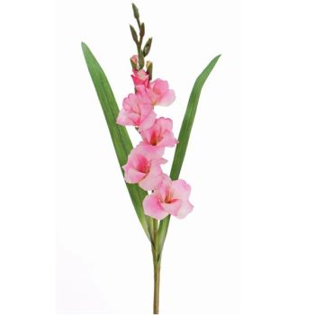 Blühende Gladiolen für Blickfang Dekorationen