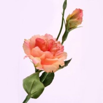 Naturgetreue Lysianthus rosa