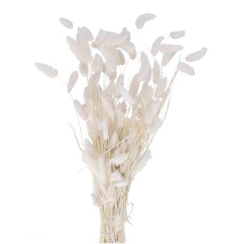 Lagurus für Vasen. Länge 50 cm.