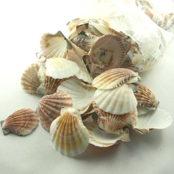 Deko Muscheln Pecten. 1 kg