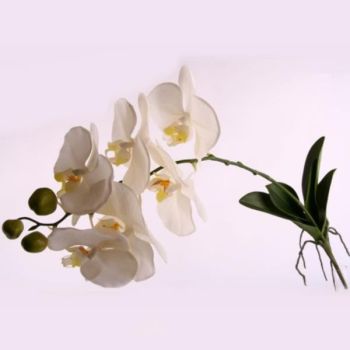 Stilvolle Eyecatcher Orchidee