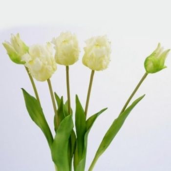 Tulpen als Bund wie echt, Weiß Grün.
