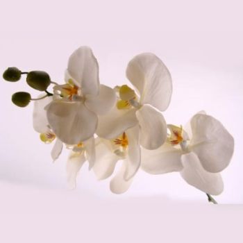 75cm Orchideen Seidenblume
