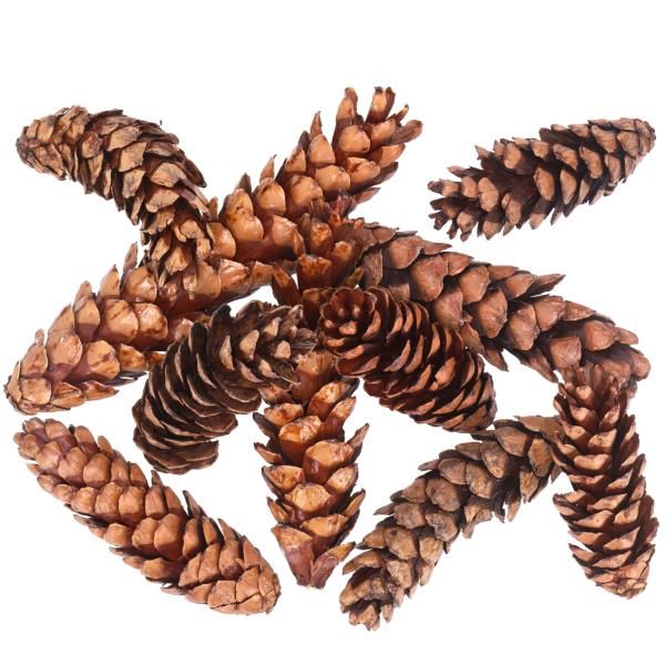 350 Stück Zapfen Strobus Natur lackiert