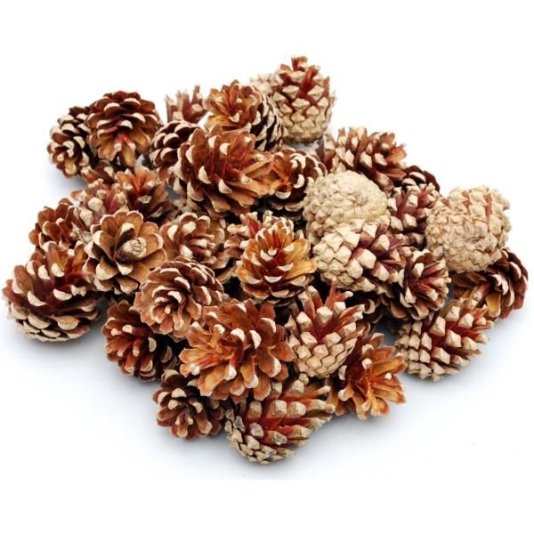 Gebleichte Zapfen Kiefer 5kg