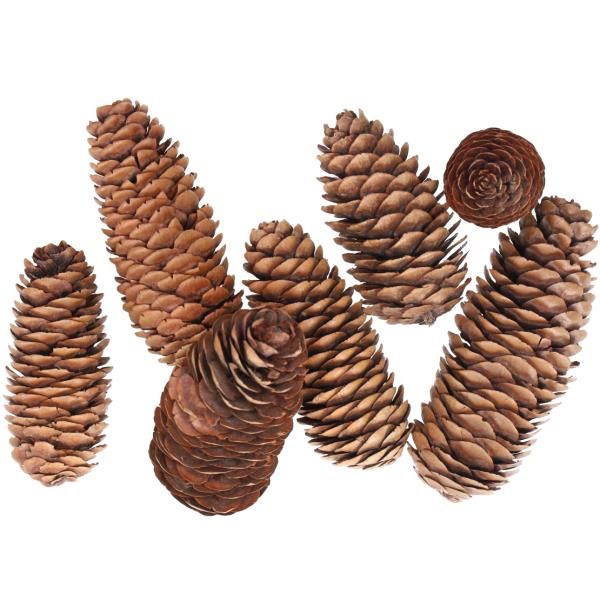 100 Stück Deko Zapfen Natur