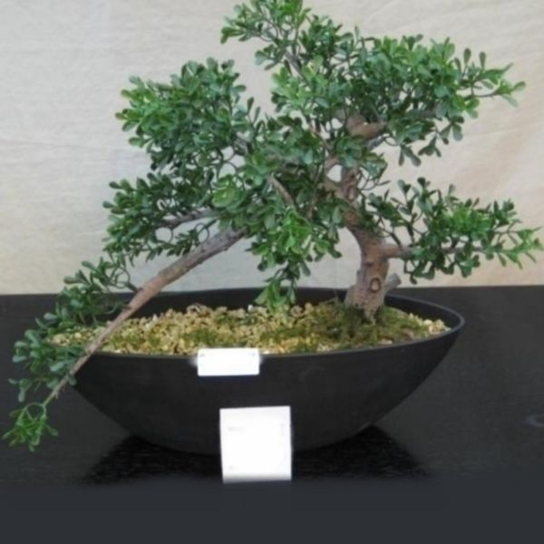 Kunstpflanze Bonsai Tea im Topf. Höhe 40 cm.