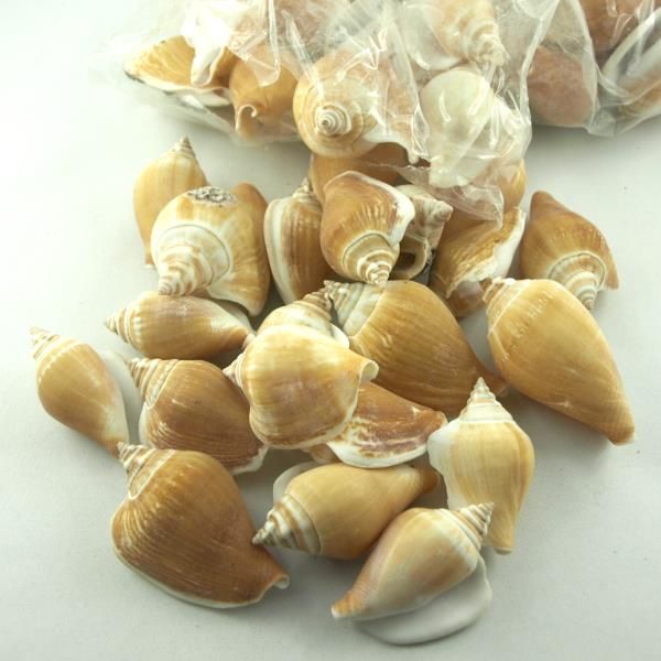 Deko Schneckenhäuser Muscheln. 1 kg