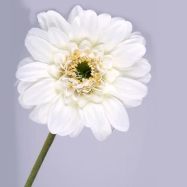 Weiße Seidenblume Gerbera