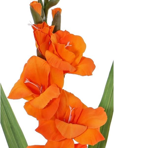 Gladiole mit 5 Blüten