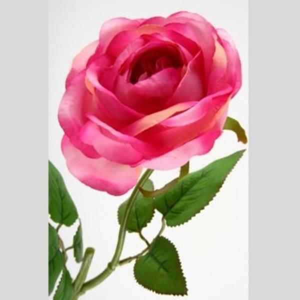 Pinkfarbene Rose