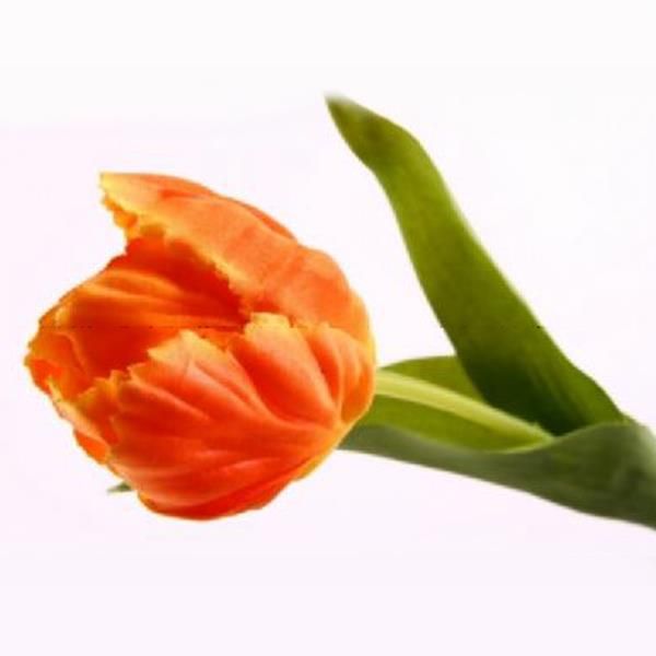 Naturgetreue Frühling Tulpe