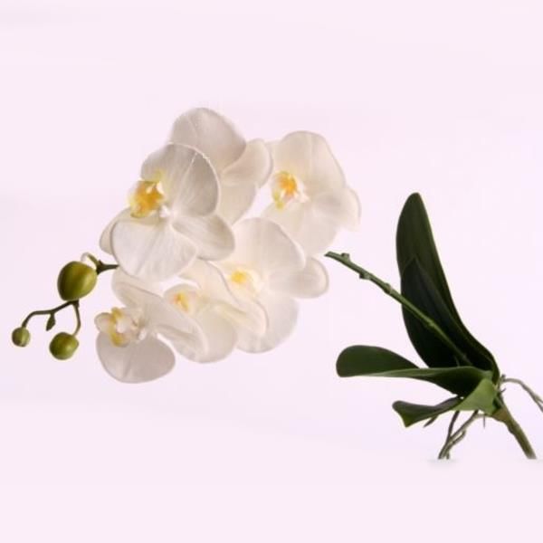 Stilvolle Phalaenopsis