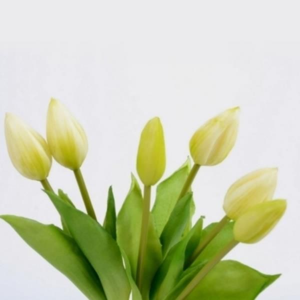 Tulpenbund Latex wie echt aussehend