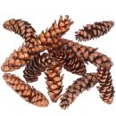 350 Stück Zapfen Strobus Natur lackiert