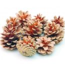 Gebleichte Kiefernzapfen