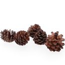 Bergkiefer Zapfen Natur, Baumzapfen Pinus, 1 kg
