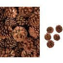 Kiefer Zapfen Natur, Bergkiefer Zapfen Pinus, 5 kg