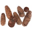 100 Stück Deko Zapfen Natur