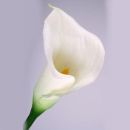 Real Touch Calla Kunstblume