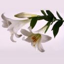 Kunstblumen weiße Lilien, stilvolle Lilie weiß, 80cm