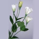 Naturgetreue Lysianthus