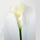 Natürliche Calla Kunstblume