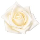 6 Stück Rosen Kunstblumen Foam mit Stiel