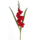 Gladiole mit einer Länge von 83 cm