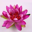 Seerose Schwimmer, 20cm