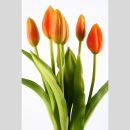 Künstlicher Tulpen Bund orange X6. L 45cm